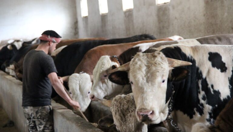 1 ton 150 kilogram ağırlığında: “Paşa” 380 bin TL’ye alıcısını bekliyor