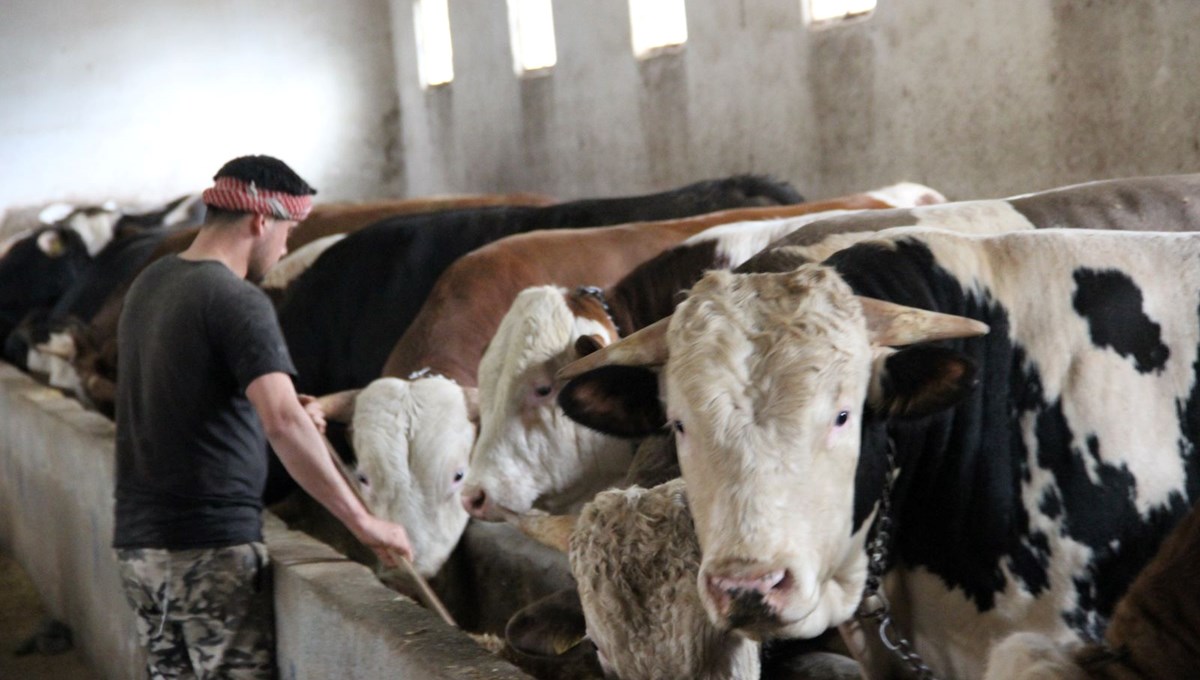 1 ton 150 kilogram ağırlığında: “Paşa” 380 bin TL’ye alıcısını bekliyor