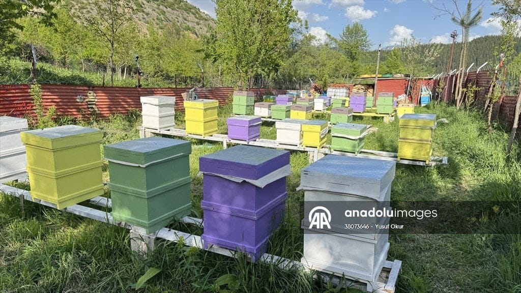 2 kovanla başladığı arıcılıkta bu yıl yaklaşık 1,5 ton bal bekliyor 2 kovanla başladığı arıcılıkta bu yıl yaklaşık 1,5 ton bal bekliyor