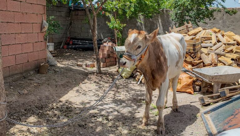 3 aylıkken ahırdan kaçan buzağı 9 ay sonra yakalandı 3 aylıkken ahırdan kaçan buzağı 9 ay sonra yakalandı