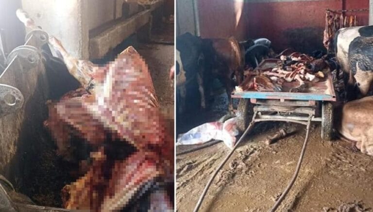 Adana’da 2,5 ton at eti ele geçirildi, 4 at son anda kurtarıldı Adana’da 2,5 ton at eti ele geçirildi, 4 at son anda kurtarıldı