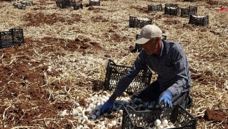 ”Beyaz altın” hasadı devam ediyor: Yüksek rekolte çiftçinin yüzünü güldürdü ”Beyaz altın” hasadı devam ediyor: Yüksek rekolte çiftçinin yüzünü güldürdü