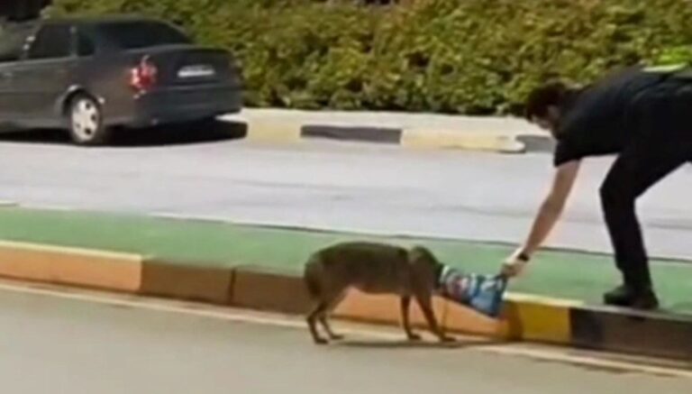 Çakalın başına takılan poşeti öğretim görevlisi çıkardı Çakalın başına takılan poşeti öğretim görevlisi çıkardı