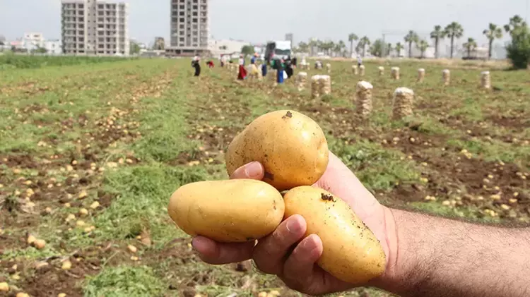 Don vurdu, patates yandı: Çiftçi tarlada zarar etti, destek bekliyor Don vurdu, patates yandı: Çiftçi tarlada zarar etti, destek bekliyor