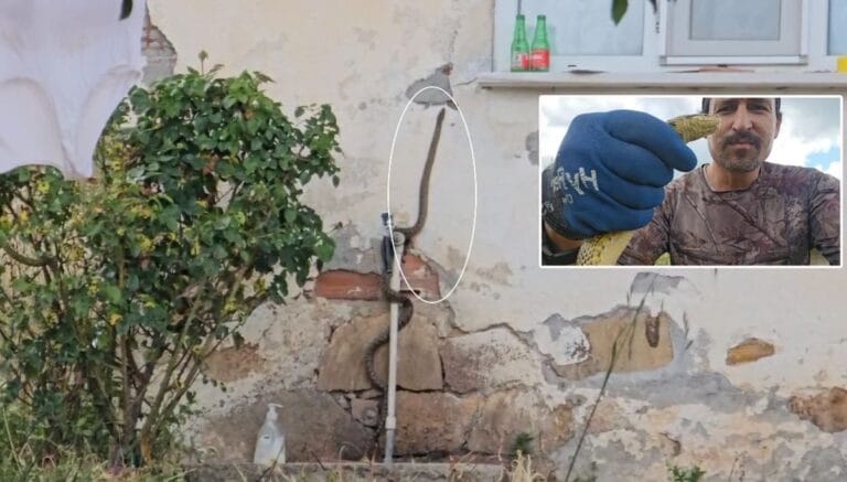 Eve girmeye çalışan yılanı son anda yakaladı Eve girmeye çalışan yılanı son anda yakaladı