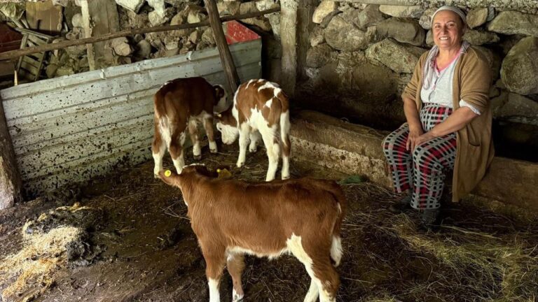 Görenler şaşırıp kalıyor! Herkesin konuştuğu inek bu kez dördüz dünyaya getirdi