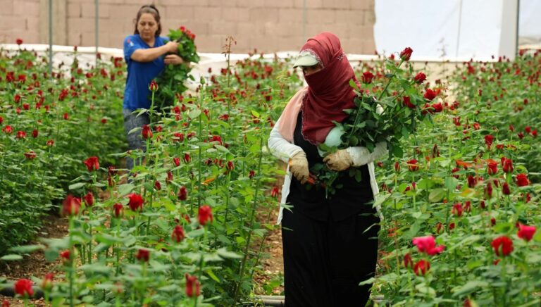 Gül üreticilerinin Anneler Günü mesaisi: Serada 5, internette 100 TL