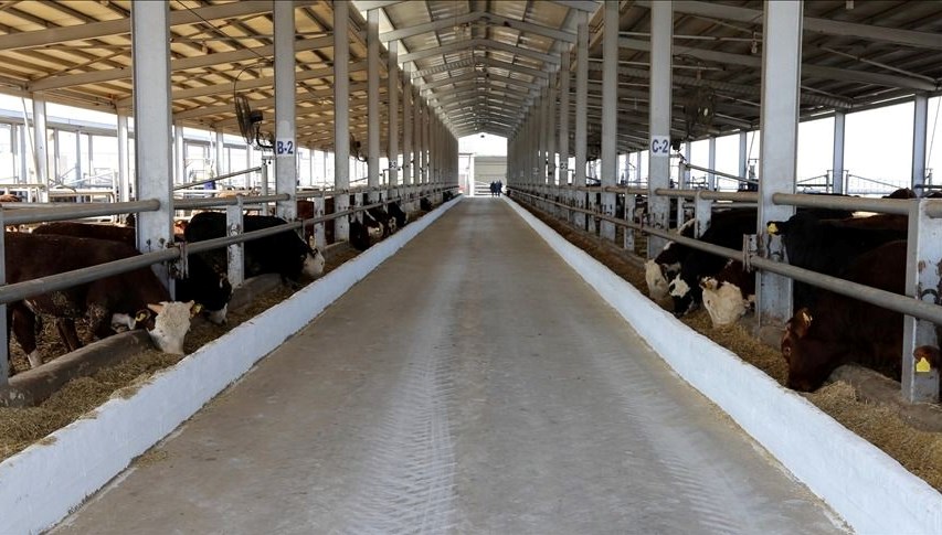 Hakkari’de şap alarmı: Kent genelinde hayvan giriş çıkışları yasaklandı