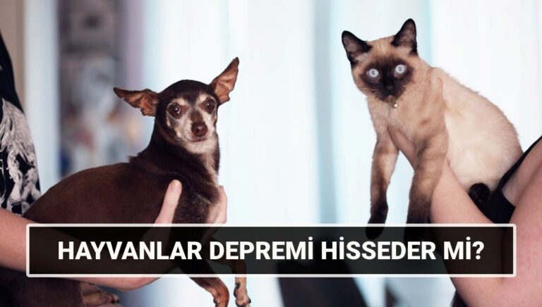 Hayvanlar depremi önceden hisseder mi? Kedi, köpek, kuş depremi ne kadar önce hisseder, ne yaparlar?