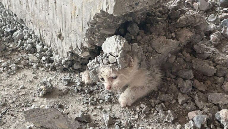 İnşaata giren yavru kedinin üzerine beton döküldü İnşaata giren yavru kedinin üzerine beton döküldü