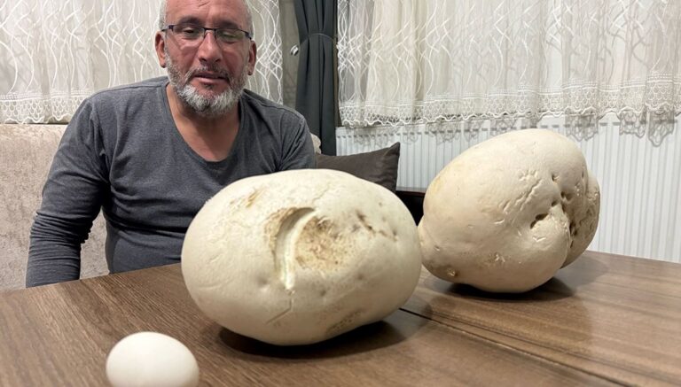 Isparta’da dev mantarlar bulundu