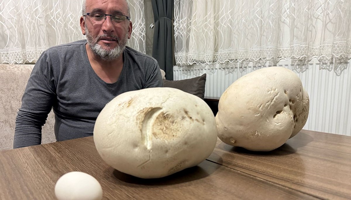 Isparta’da dev mantarlar bulundu