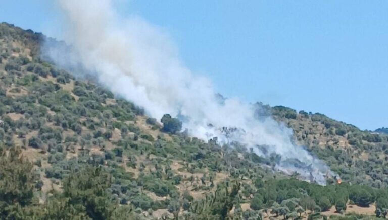 İzmir’de zeytinlik ve makilik alanda yangın