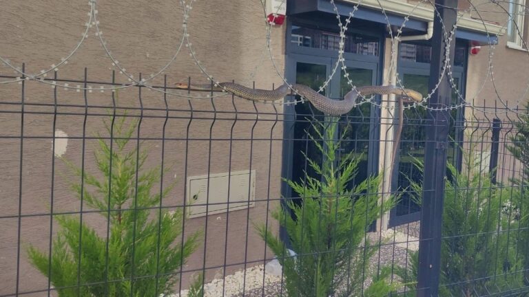 Kimse gözlerine inanamadı! Korkudan kimse yanına yaklaşamadı