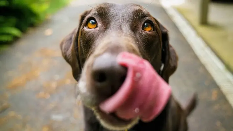 Köpekler neden dışkı yer? Köpekler neden dışkı yer?