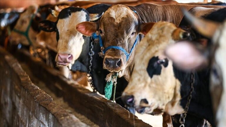 Kurbanlık fiyatları cep yakıyor Kurbanlık fiyatları cep yakıyor