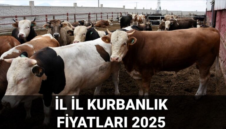 Kurbanlık fiyatları il il sorgulama ekranı 2025: Büyükbaş ve küçükbaş kurbanlıkların canlı kilogram fiyatı ne kadar? İstanbul, Ankara, İzmir ve tüm illerin kurbanlık fiyatları Kurbanlık fiyatları il il sorgulama ekranı 2025: Büyükbaş ve küçükbaş kurbanlıkların canlı kilogram fiyatı ne kadar? İstanbul, Ankara, İzmir ve tüm illerin kurbanlık fiyatları