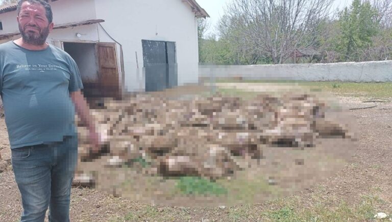 Kurtlar çiftliği girdi: 92 kuzu telef oldu