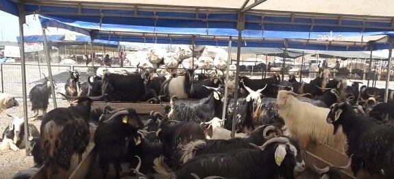 Osmaniye’de besiciler isyan etti: ‘Çoğumuz battık’ Osmaniye’de besiciler isyan etti: ‘Çoğumuz battık’