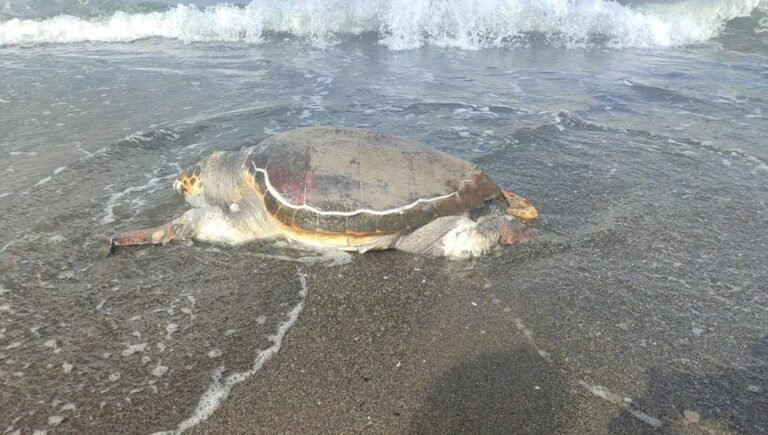 Sahilde ölü caretta caretta bulundu