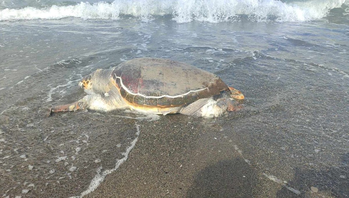 Sahilde ölü caretta caretta bulundu