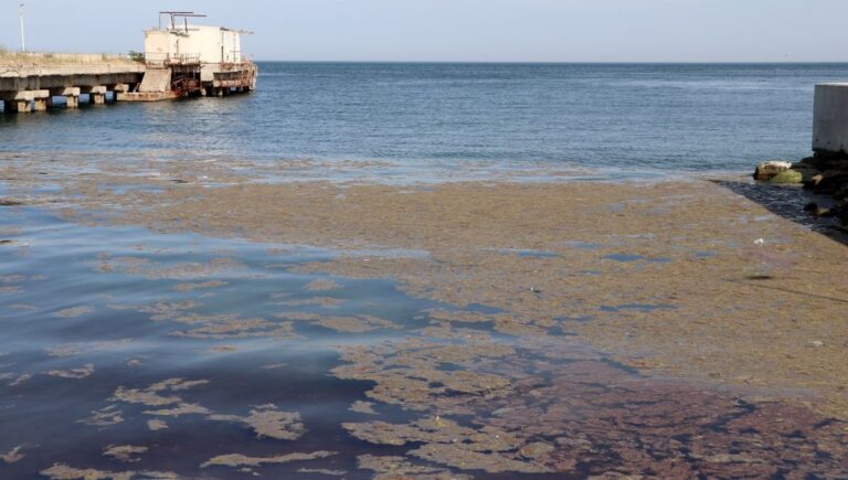 Tekirdağ’da tedirgin eden görüntü: Denizin rengi değişti, ağır koku yayıldı