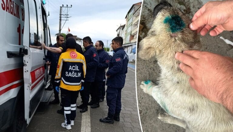 Zonguldak’ta şaşkına çeviren olay: Bu kez insan köpeği ısırdı Zonguldak’ta şaşkına çeviren olay: Bu kez insan köpeği ısırdı