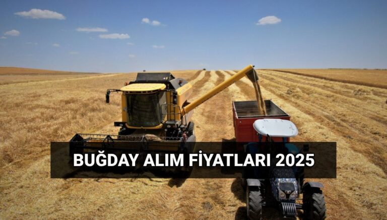 Buğday alım fiyatı 2025: TMO makarnalık ve ekmeklik buğday, arpa ton başına ne kadar oldu? Hububat alım ücretleri ne zaman yatacak? Buğday alım fiyatı 2025: TMO makarnalık ve ekmeklik buğday, arpa ton başına ne kadar oldu? Hububat alım ücretleri ne zaman yatacak?