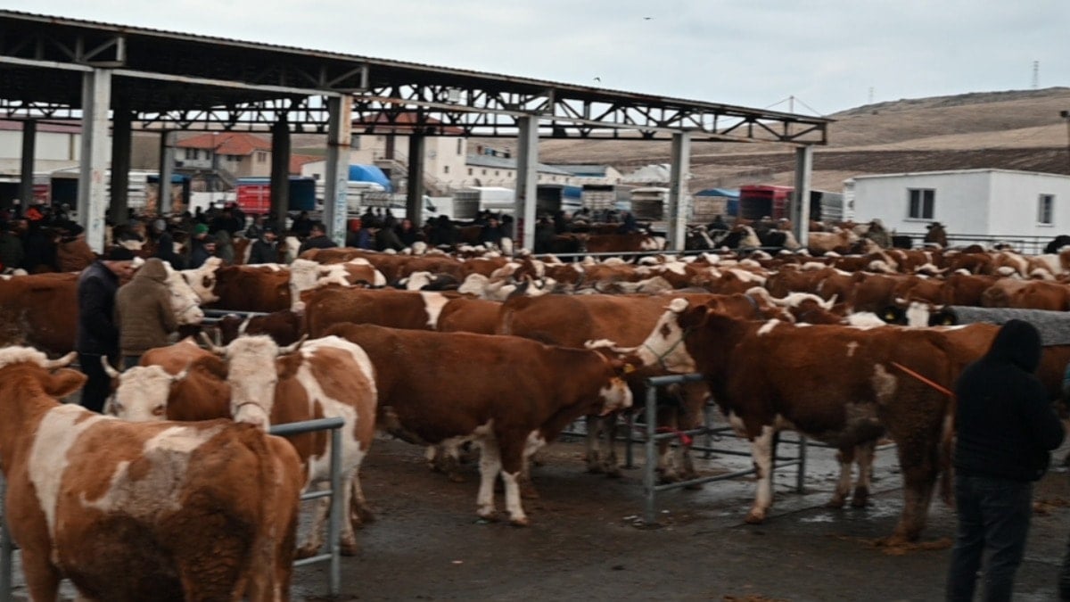 Hayvan pazarları için ‘acil kapatma’ kararı! Hayvan pazarları için ‘acil kapatma’ kararı!