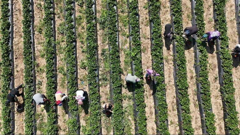 ‘Kımızı Elmas’ta hedef 10 bin ton: Kilosu 80 liraya satılıyor ‘Kımızı Elmas’ta hedef 10 bin ton: Kilosu 80 liraya satılıyor