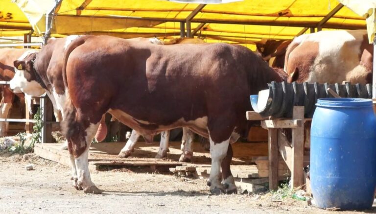 Kurban pazarlarında hareketlilik Kurban pazarlarında hareketlilik