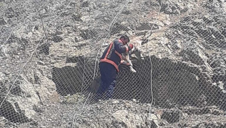 Malatya’da koruma ağlarına takılan yabani keçiler kurtarıldı Malatya’da koruma ağlarına takılan yabani keçiler kurtarıldı