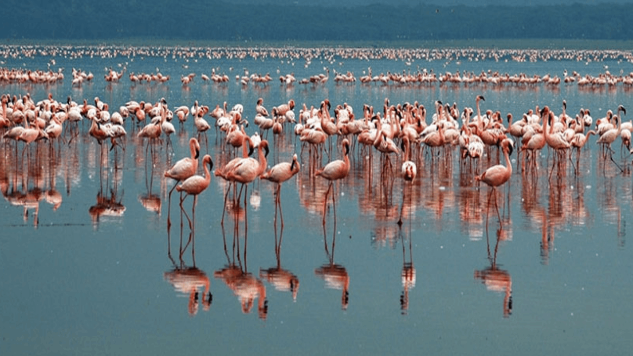 Tuz Gölü’ndeki 2 bin flamingo susuzluktan öldü Tuz Gölü’ndeki 2 bin flamingo susuzluktan öldü