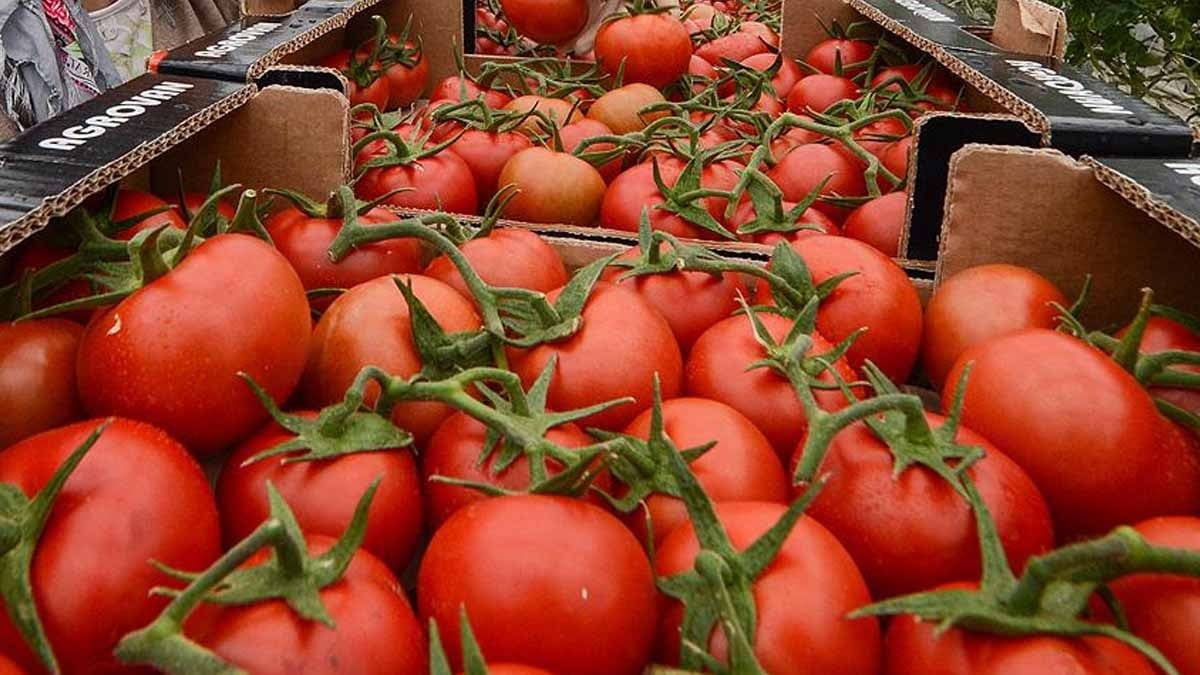 Yanına ektiğinizde hasadı ikiye katlıyor: Bu bitki domatesin en iyi dostu, onu koruyor! Yanına ektiğinizde hasadı ikiye katlıyor: Bu bitki domatesin en iyi dostu, onu koruyor!