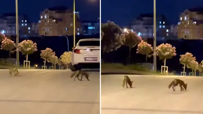 Başakşehir’de tilki sürüsü şehir merkezine indi Başakşehir’de tilki sürüsü şehir merkezine indi
