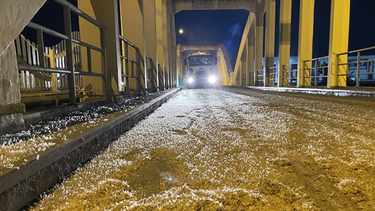 Binlercesi Sakarya Köprüsü’nde çiftleşti Binlercesi Sakarya Köprüsü’nde çiftleşti