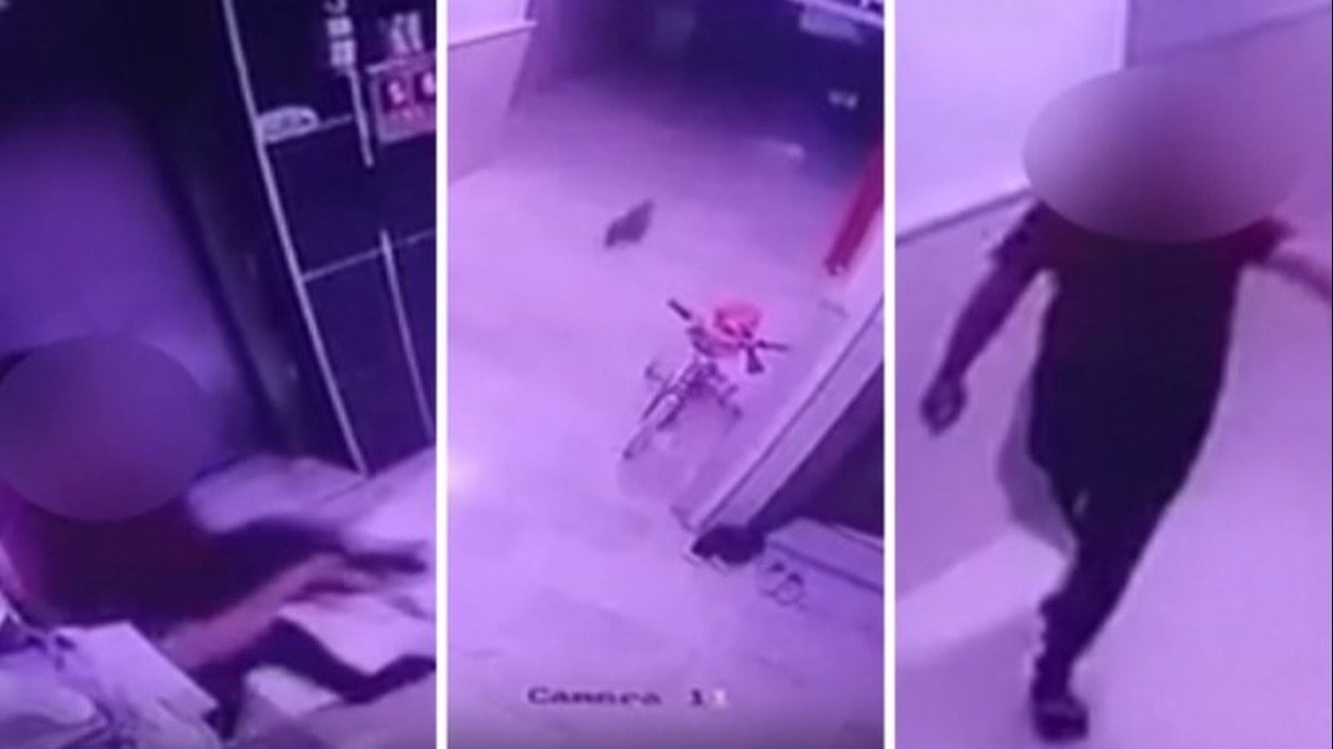 Bu nasıl insan! Hamile kediyi kameralara gösterip yere böyle vurdu Bu nasıl insan! Hamile kediyi kameralara gösterip yere böyle vurdu