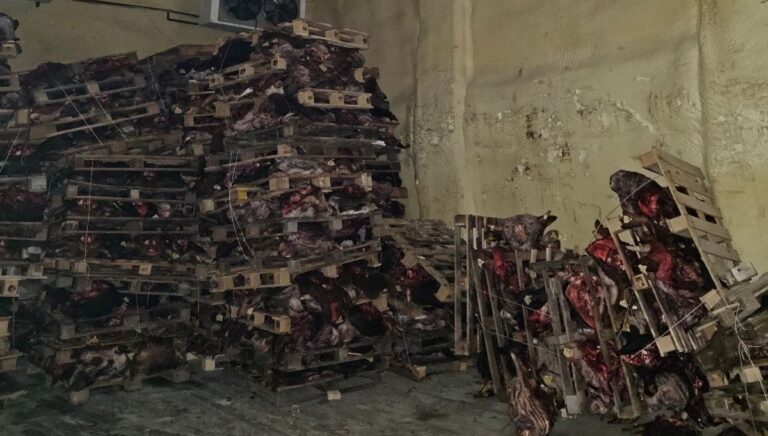 Bursa’da korkunç görüntü: Et depolayan ruhsatsız işletme mühürlendi Bursa’da korkunç görüntü: Et depolayan ruhsatsız işletme mühürlendi