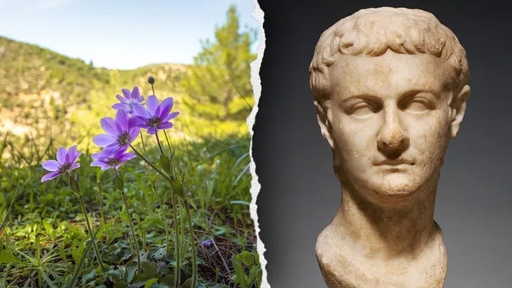 Caligula rakiplerini çiçeklerle yok etmiş: Tarihçiler imparatorun yöntemini ortaya çıkardı Caligula rakiplerini çiçeklerle yok etmiş: Tarihçiler imparatorun yöntemini ortaya çıkardı