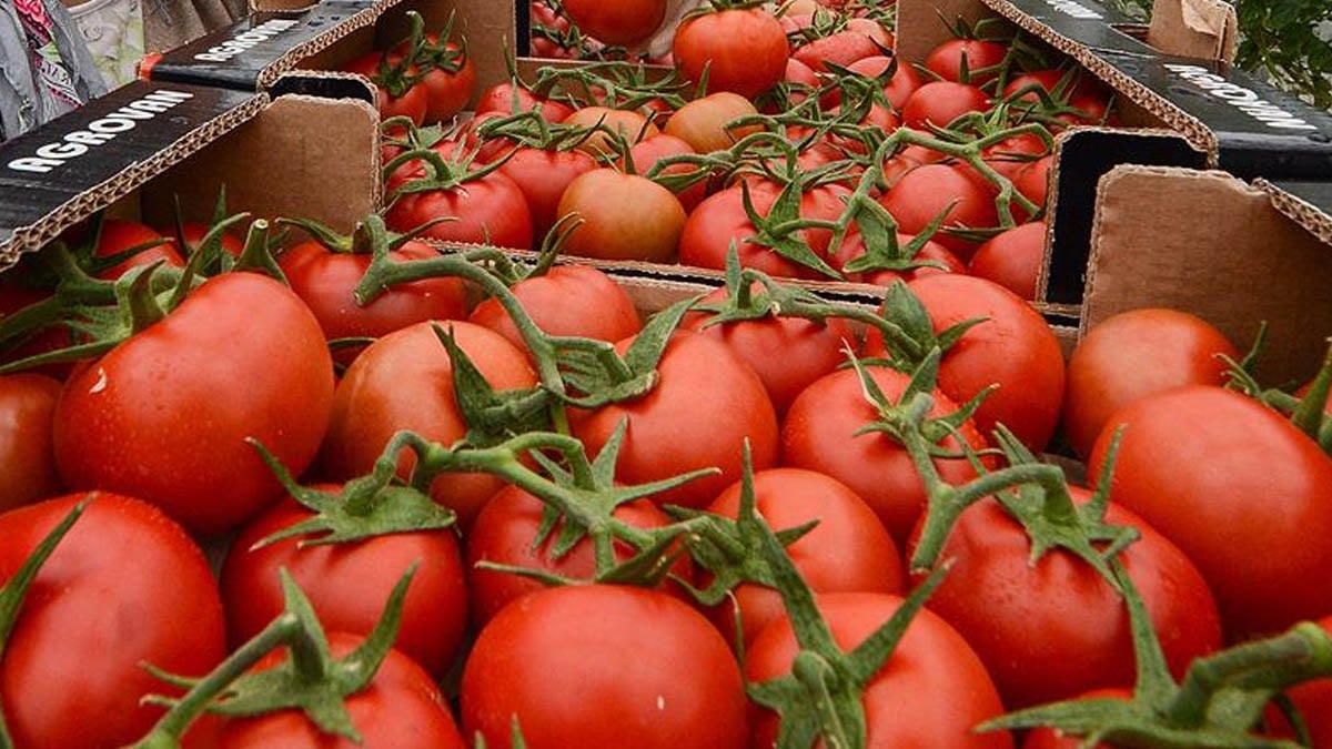 Domatesin üzerinde işaretler varsa sakın almayın Domatesin üzerinde işaretler varsa sakın almayın