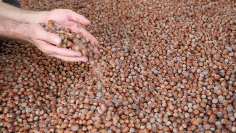 Fındık hasadında işçi yevmiyesi 1200 TL oldu: Çuvalcı, aşçı, katırcı ücretleri de belirlendi Fındık hasadında işçi yevmiyesi 1200 TL oldu: Çuvalcı, aşçı, katırcı ücretleri de belirlendi