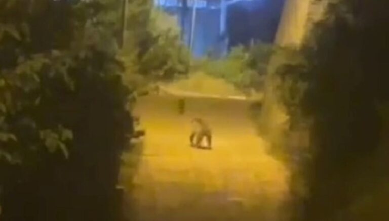 Gümüşhane’de şehir merkezine ayı indi Gümüşhane’de şehir merkezine ayı indi