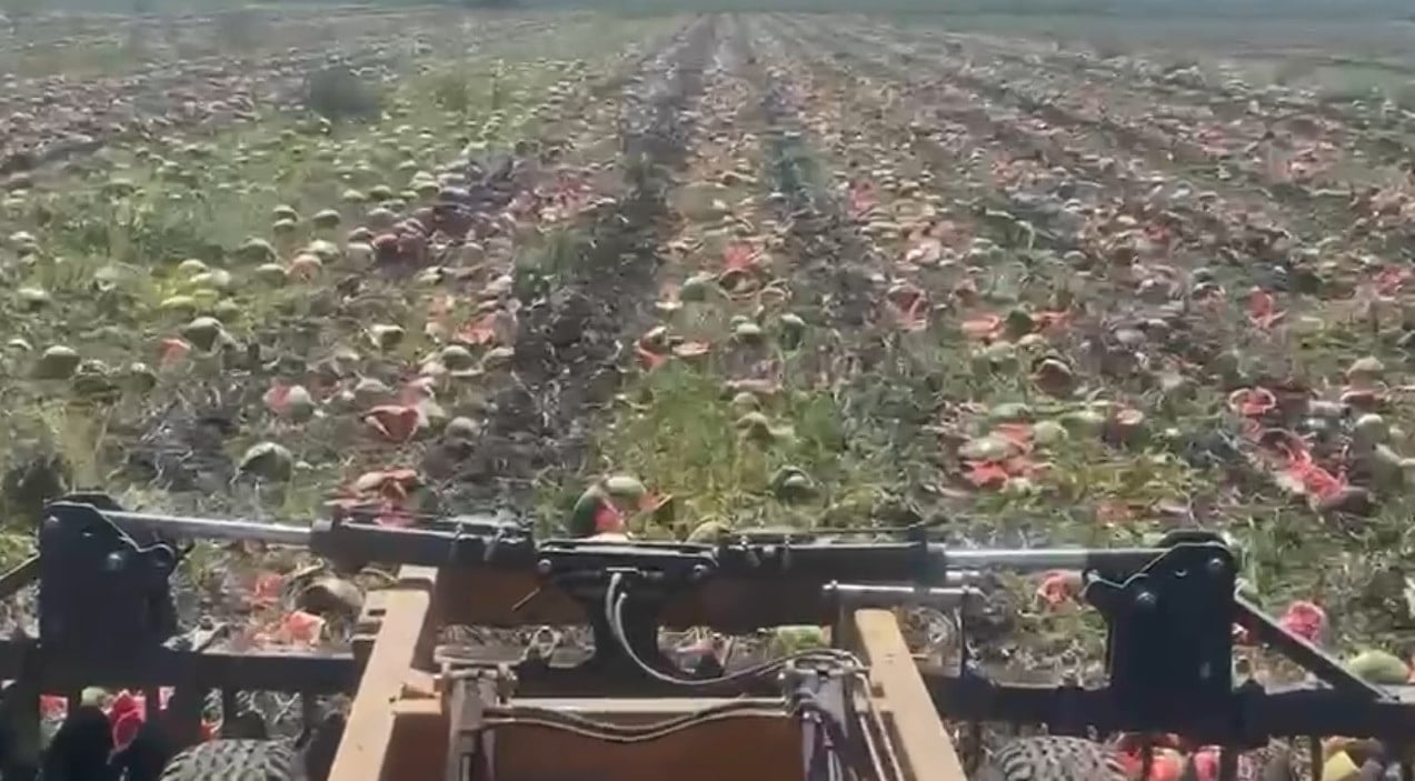 Halde kilosu 1 TL’ye kadar düştü, markette 14 TL’den satılıyor Halde kilosu 1 TL’ye kadar düştü, markette 14 TL’den satılıyor
