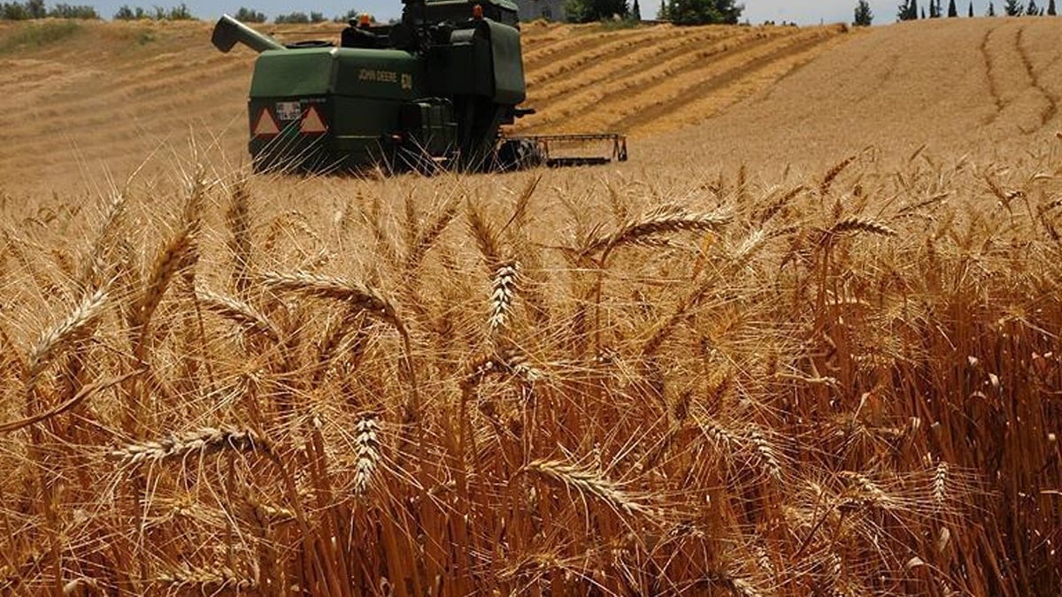 Hasat zamanı geldi: 90 bin ton rekolte bekleniyor Hasat zamanı geldi: 90 bin ton rekolte bekleniyor