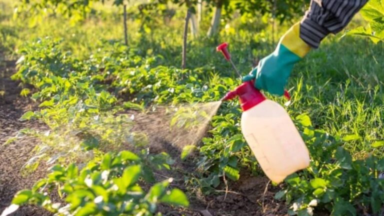Her evde bulunuyor bahçıvanlar sıvı altın diyor: 1 damlası bile çiçek ve ağaçları şahlandırıyor Her evde bulunuyor bahçıvanlar sıvı altın diyor: 1 damlası bile çiçek ve ağaçları şahlandırıyor