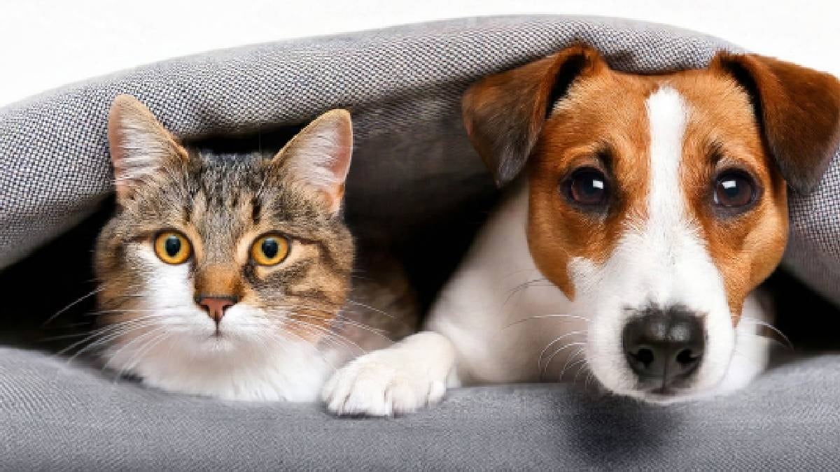 Herkes evcil hayvanına veriyor ama zararı çok büyük: Kedi veya köpeğinize asla vermemeniz gereken yiyecek Herkes evcil hayvanına veriyor ama zararı çok büyük: Kedi veya köpeğinize asla vermemeniz gereken yiyecek