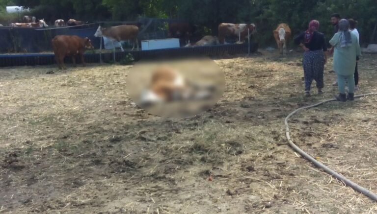 Kastamonu’da 3 inek dereden su içtikten sonra öldü Kastamonu’da 3 inek dereden su içtikten sonra öldü