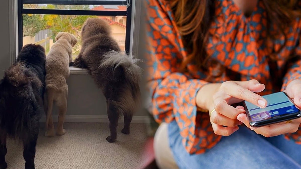 Köpeklerini Instagram’a yükledi: 2 milyon TL kaybetti Köpeklerini Instagram’a yükledi: 2 milyon TL kaybetti