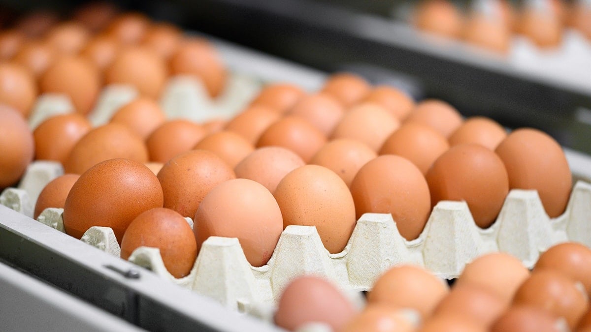 Market raflarında yumurtalara yeni etiket Market raflarında yumurtalara yeni etiket