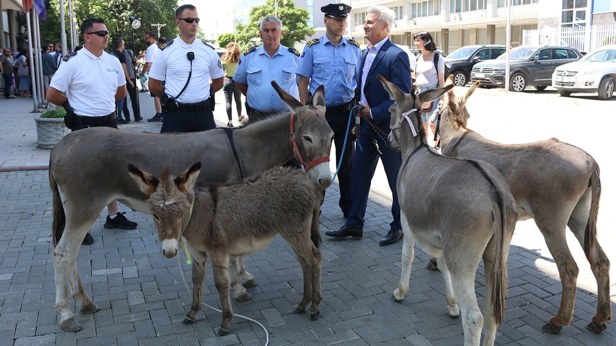 Meclis Başkanı 41 oturumda seçilemeyince 4 eşek getirdi Meclis Başkanı 41 oturumda seçilemeyince 4 eşek getirdi